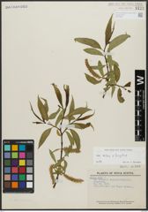 Foto von Salix alba L. x Salix fragilis L.
